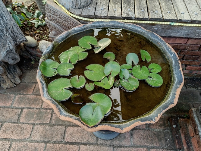 家里的这几个地方，正悄悄&ldquo;养&rdquo;出花斑蚊！