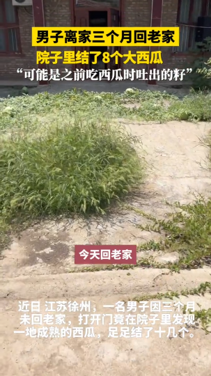 男子离家三个月回老家，院子里结了8个大西瓜