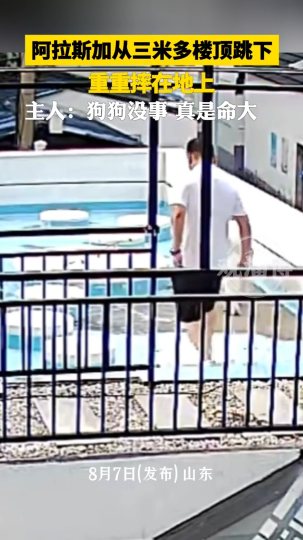 阿拉斯加从三米多楼顶跳下，重重摔在地上竟然没事