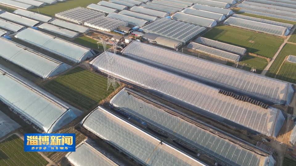 【淄博新闻】【一线调研&middot;&ldquo;镇&rdquo;兴路上】大棚里育苗忙