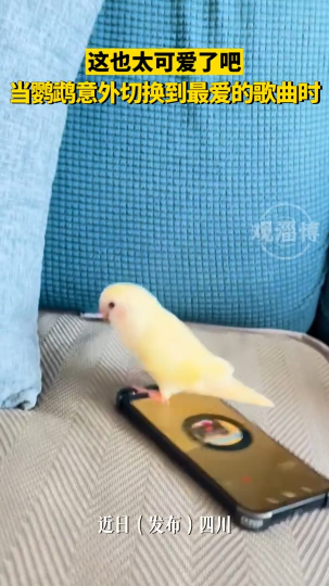 这也太可爱了吧，当鹦鹉意外切换到最爱的歌曲时