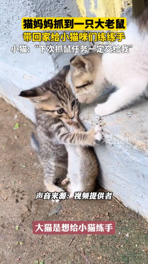 猫妈妈抓到一只大老鼠，带回家给小猫咪们练练手
