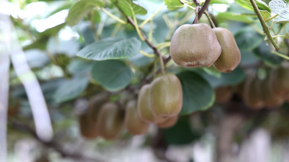 &ldquo;流量&rdquo;变&ldquo;销量&rdquo; 果农促增收
