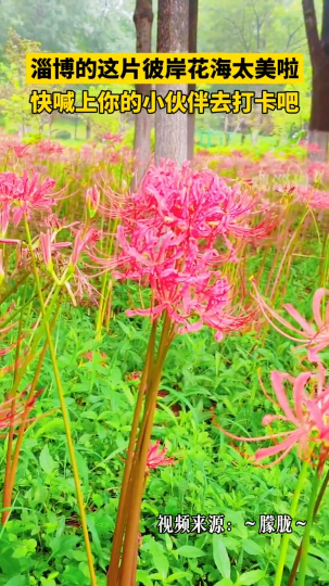 淄博的这片彼岸花海太美啦，快喊上你的小伙伴去打卡吧