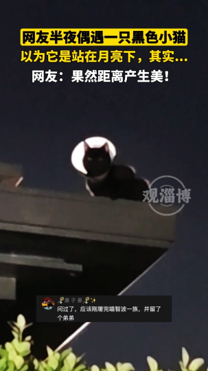 网友半夜偶遇一只黑色小猫，以为它是站在月亮下，其实&hellip;&hellip;