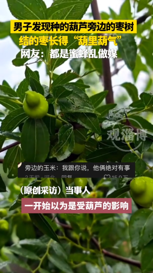 男子发现葫芦旁边的枣树结的枣&ldquo;葫里葫气&rdquo;，网友：都是蜜蜂乱做媒