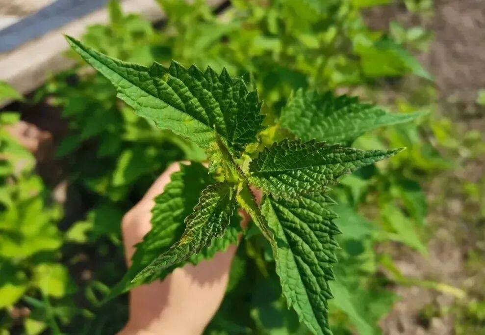 堪称&ldquo;营养小宝库&rdquo;，炖鱼、煮粥巨香，这种菜该吃了！