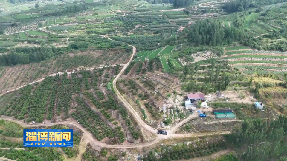 【淄博新闻】【一年好&ldquo;丰&rdquo;景&middot;收获时节】沂源：2万多亩黄金桃迎来丰收 延伸产业链成&ldquo;致富果&rdquo;