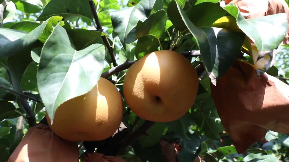 秋月梨迎来丰收季