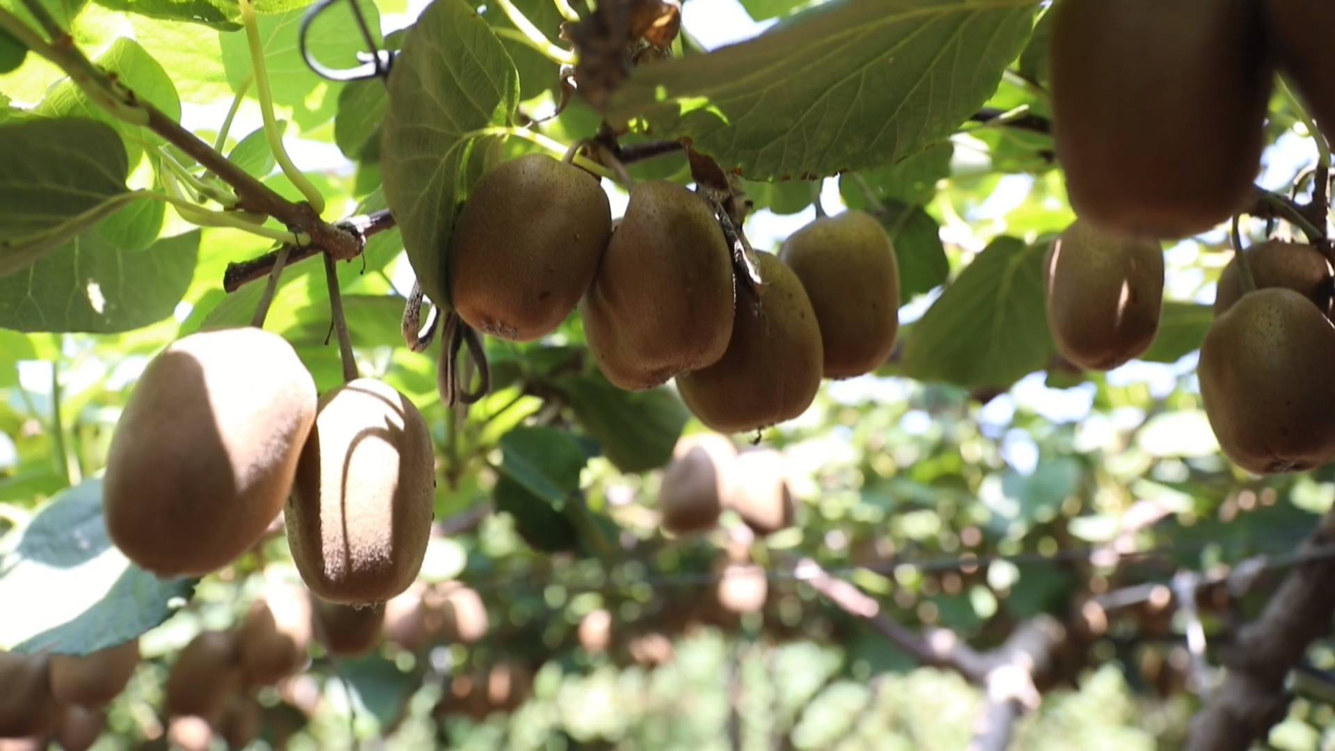 富硒猕猴桃丰收  特色种植放光彩