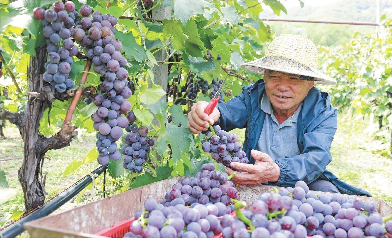 统，建设万余亩现代农业产业园；分，孵化120多个家庭农场主 大户陈家的&ldquo;新农事&rdquo;