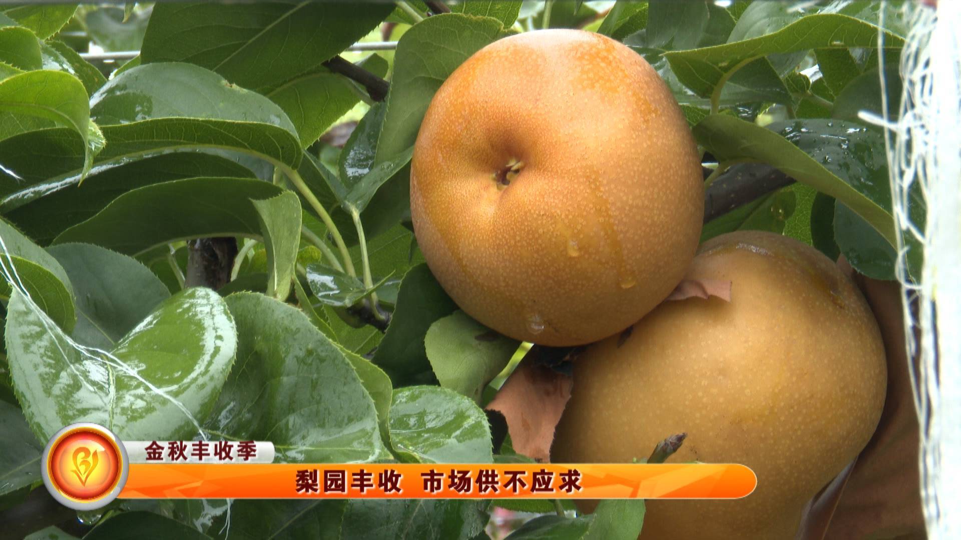 【金秋丰收季】梨园丰收 市场供不应求