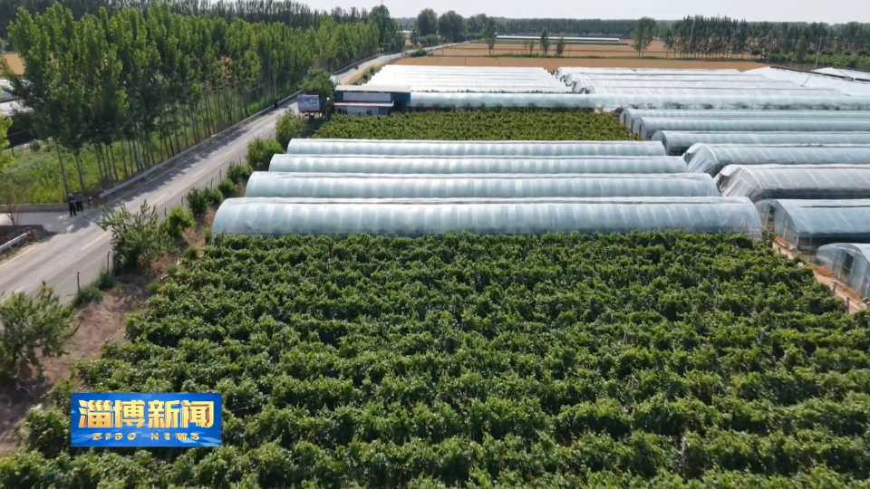【淄博新闻】【一年好&ldquo;丰&rdquo;景&middot;收获时节】淄博：特色产业绘就乡村振兴新图景