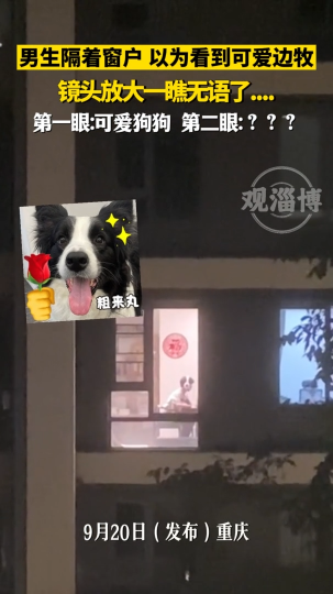 男生隔着窗户，以为看到可爱边牧，镜头放大......