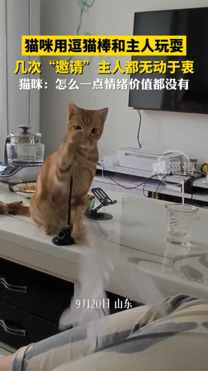 猫咪用逗猫棒和主人玩耍，几次&ldquo;邀请&rdquo;主人都无动于衷
