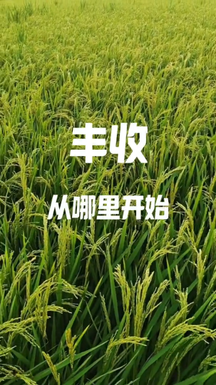 淄博的丰收从哪里开始？向所有的劳动者致敬！