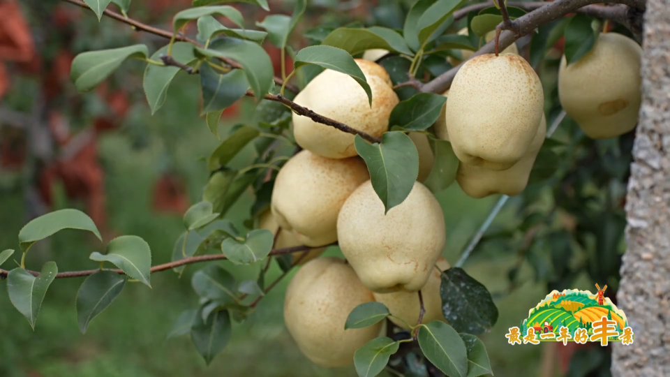 文昌湖畔梨满枝 绘就乡村新图景
