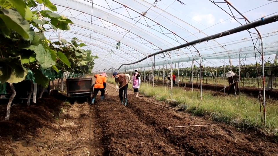 夏收葡萄冬产菌   农民增收有&ldquo;好戏&rdquo;