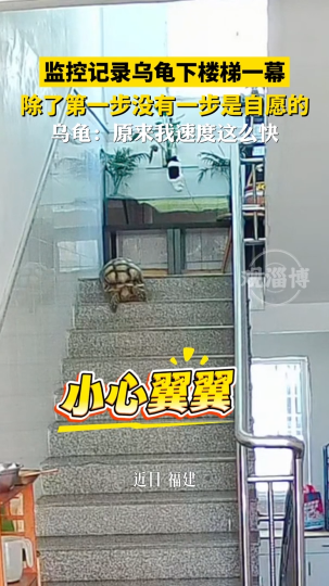 监控记录乌龟下楼梯一幕，除了第一步没有一步是自愿的