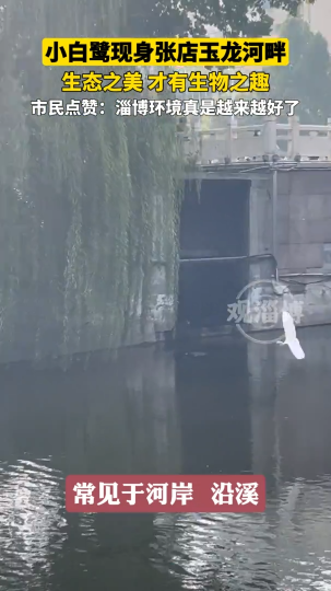 小白鹭现身张店玉龙河畔，生态之美，才有生物之趣！