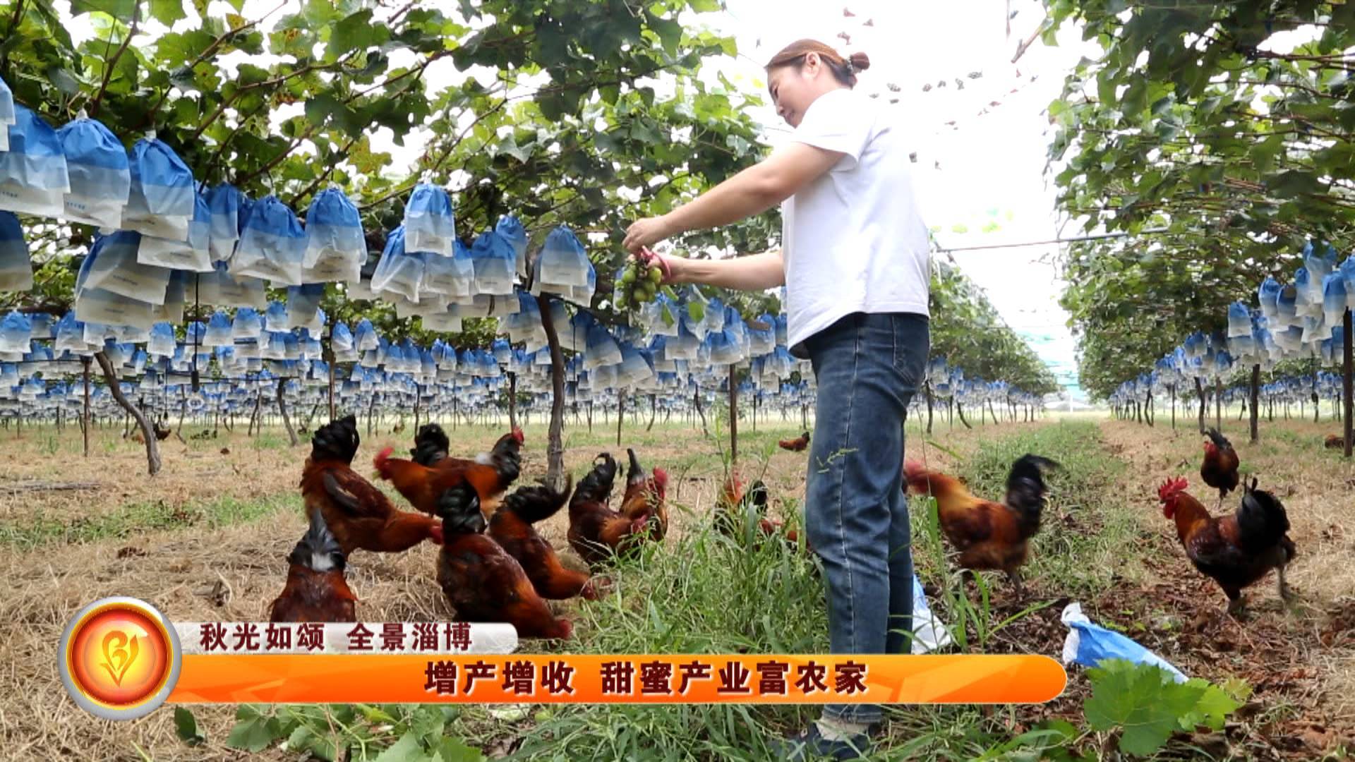 【金秋丰收季】增产增收 甜蜜产业富农家