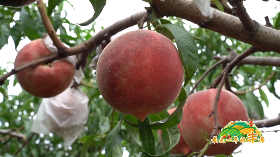&ldquo;文昌红桃&rdquo;新鲜上市 绿色种植成就&ldquo;人间仙果&rdquo;