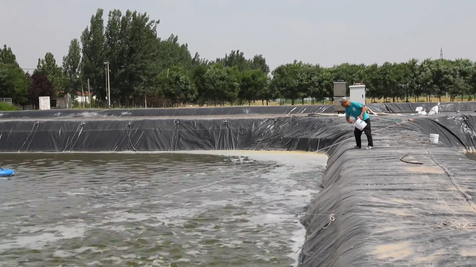 黄河水滋养&ldquo;黄金虾&rdquo; 盐碱地变身&ldquo;聚宝盆&rdquo;