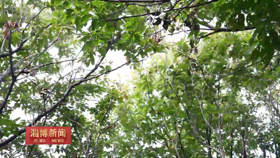 【淄博新闻】【一年好&ldquo;丰&rdquo;景&middot;收获时节】这里的栗子熟了