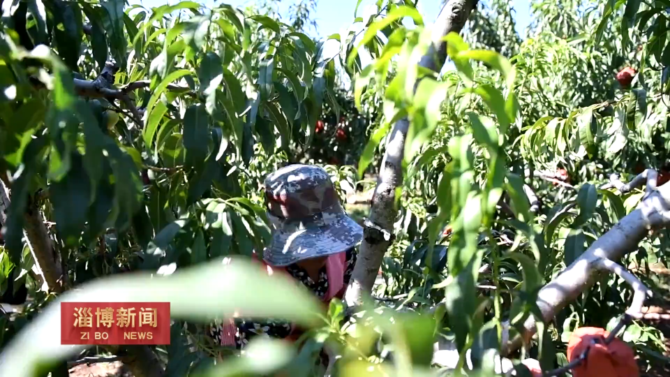 【淄博新闻】【一年好&ldquo;丰&rdquo;景&middot;收获时节】沂源：万亩桃园喜获丰收 助农增收&ldquo;黄金果&rdquo;