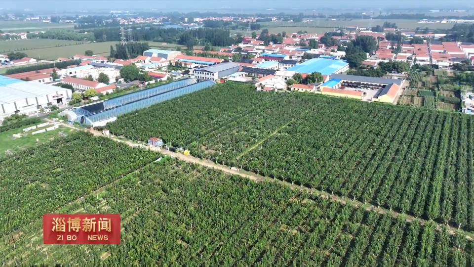 【淄博新闻】【一年好&ldquo;丰&rdquo;景&middot;收获时节】秋月梨迎来丰收季