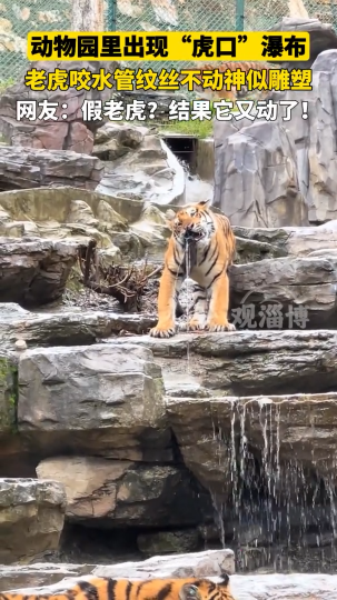 动物园里出现&ldquo;虎口&rdquo;瀑布，老虎咬水管纹丝不动神似雕塑
