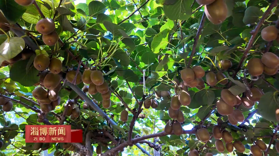 【淄博新闻】【一年好&ldquo;丰&rdquo;景&middot;收获时节】瓜果飘香季 丰收喜悦时
