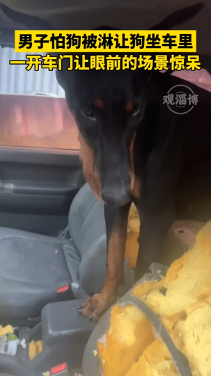 男子怕狗被淋让狗坐车里，一开车门让眼前的场景惊呆