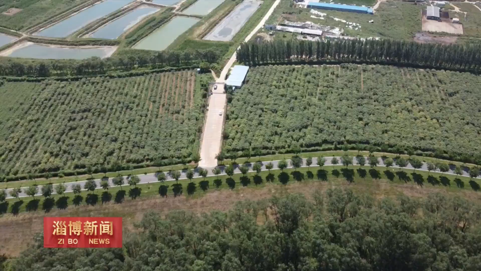 【淄博新闻】【一年好&ldquo;丰&rdquo;景&middot;收获时节】黄河水浇灌&ldquo;致富果&rdquo;