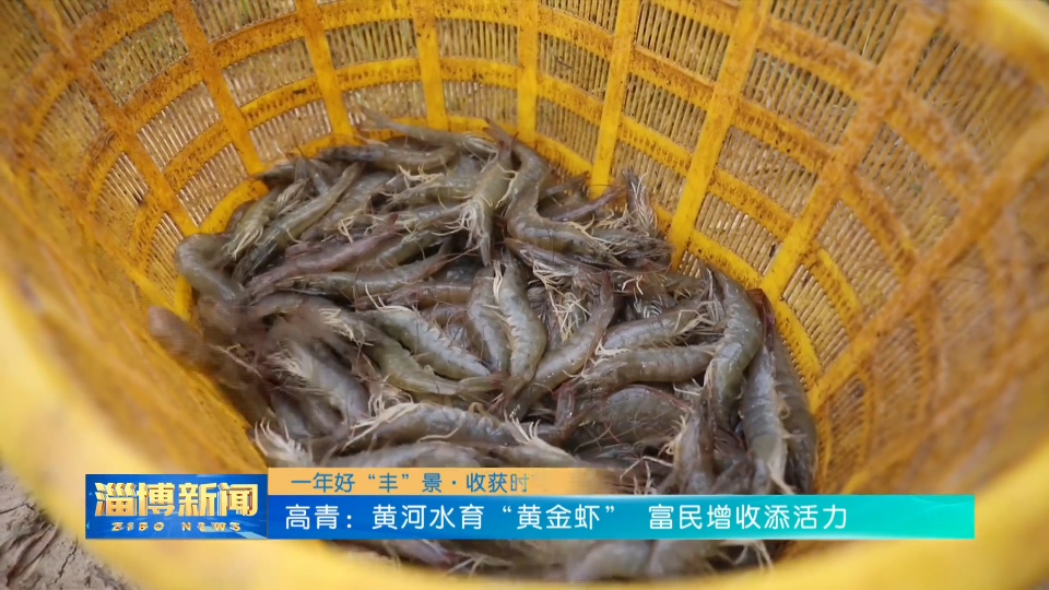 【淄博新闻】【一年好&ldquo;丰&rdquo;景&middot;收获时节】高青：黄河水育&ldquo;黄金虾&rdquo; 富民增收添活力