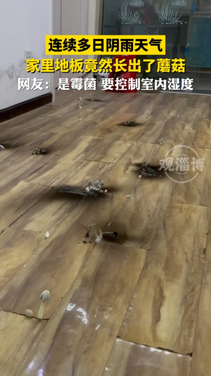连续多日阴雨天气，网友家里的地板竟然长出了蘑菇