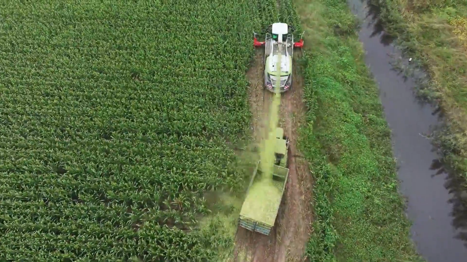 履带式收割机助阵 抢收2万多亩青贮玉米