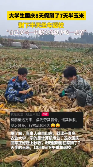 大学生国庆8天假掰了7天半玉米，&ldquo;自己多弯一次腰父母就少吃一点苦&rdquo;