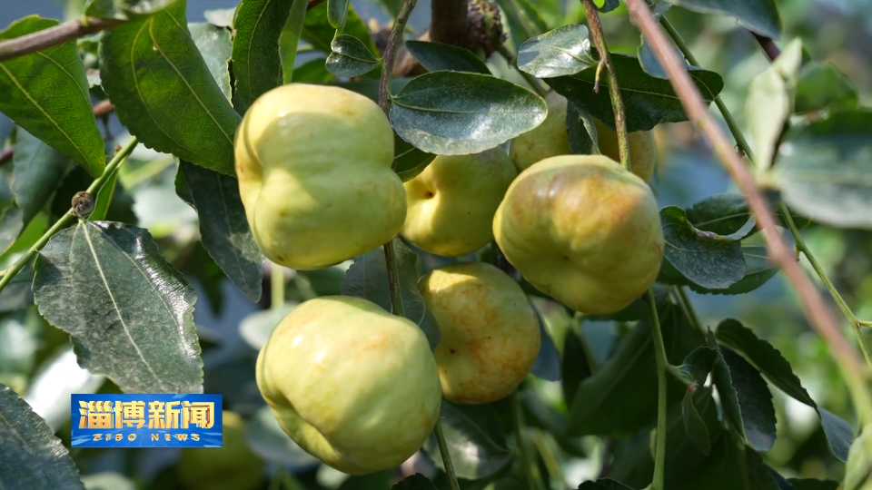 【淄博新闻】【一年好&ldquo;丰&rdquo;景&middot;收获时节】一树蟠枣挂枝头&ldquo;致富果&rdquo;丰收促振兴