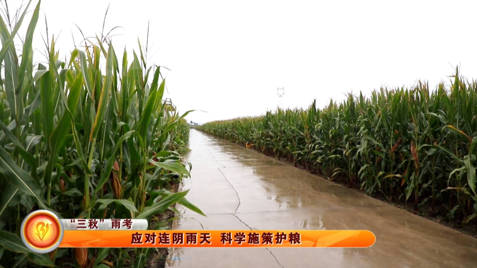 【&ldquo;三秋&rdquo;雨考】应对连阴雨天 科学施策护粮