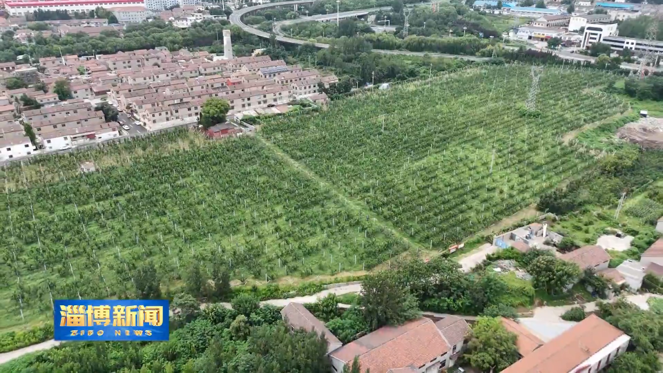 【淄博新闻】【一年好&ldquo;丰&rdquo;景&middot;收获时节】淄博：特色农业绘就全域丰收新图景