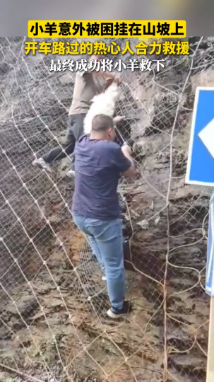 小羊意外被困挂在山坡上，开车路过的热心人合力救援