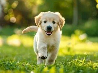 以为没被咬就安全？狂犬病的四大误区