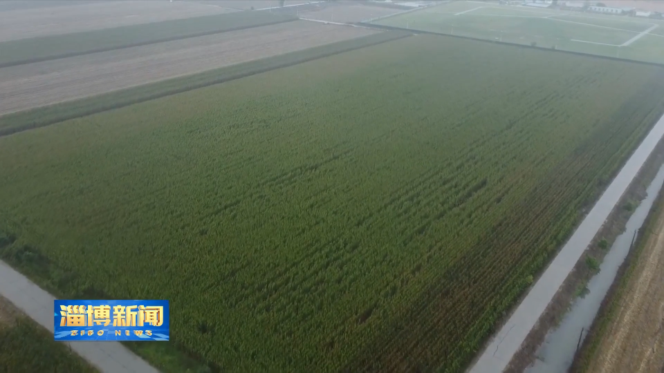 【淄博新闻】周乃翔在我市调研时强调 扛牢责任 抢抓农时 科学施策 全力保障秋粮丰收到手秋播种足种好