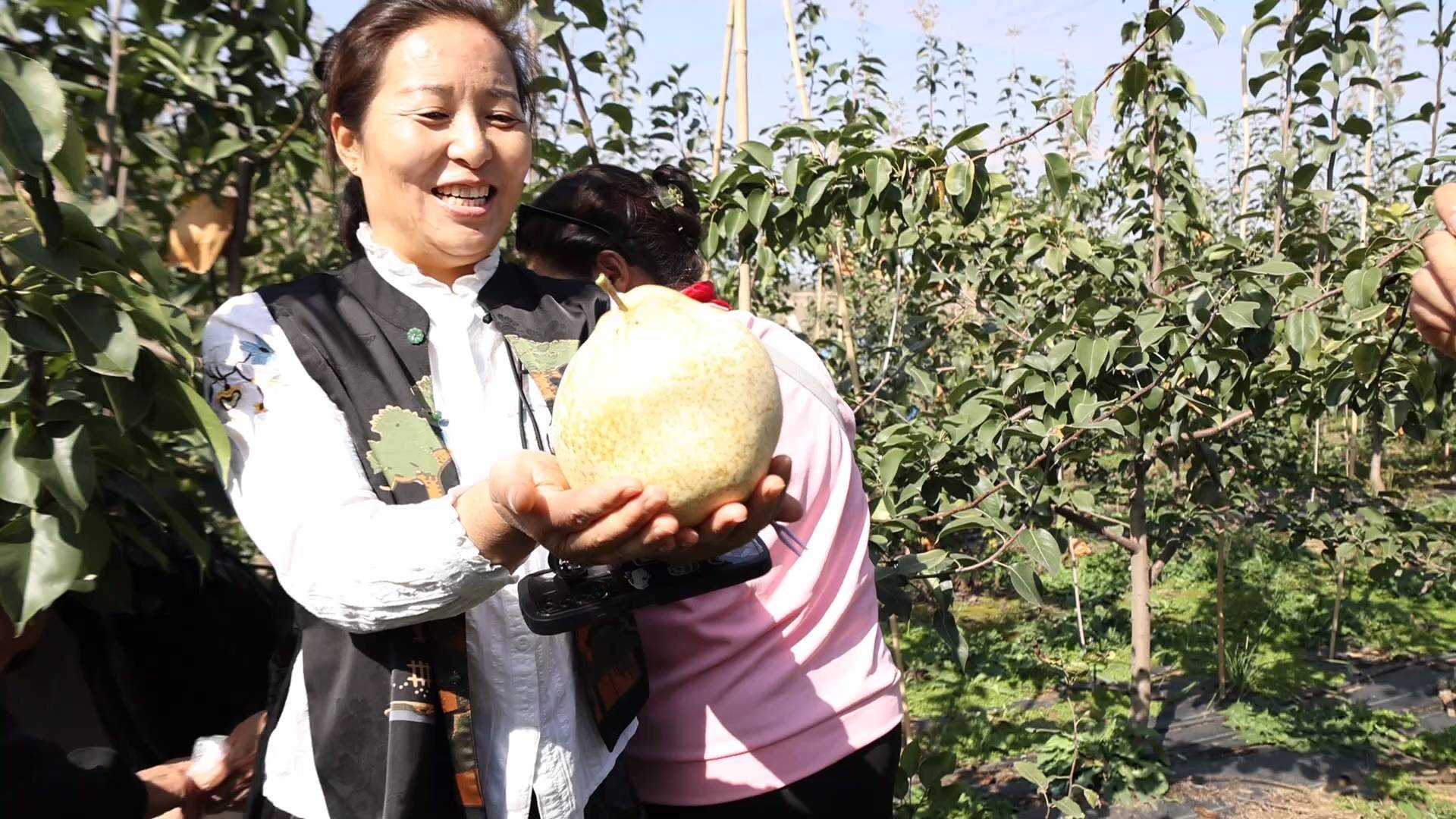 萌水镇农民丰收节暨第二届&ldquo;文昌大酥梨&rdquo;采摘节启动