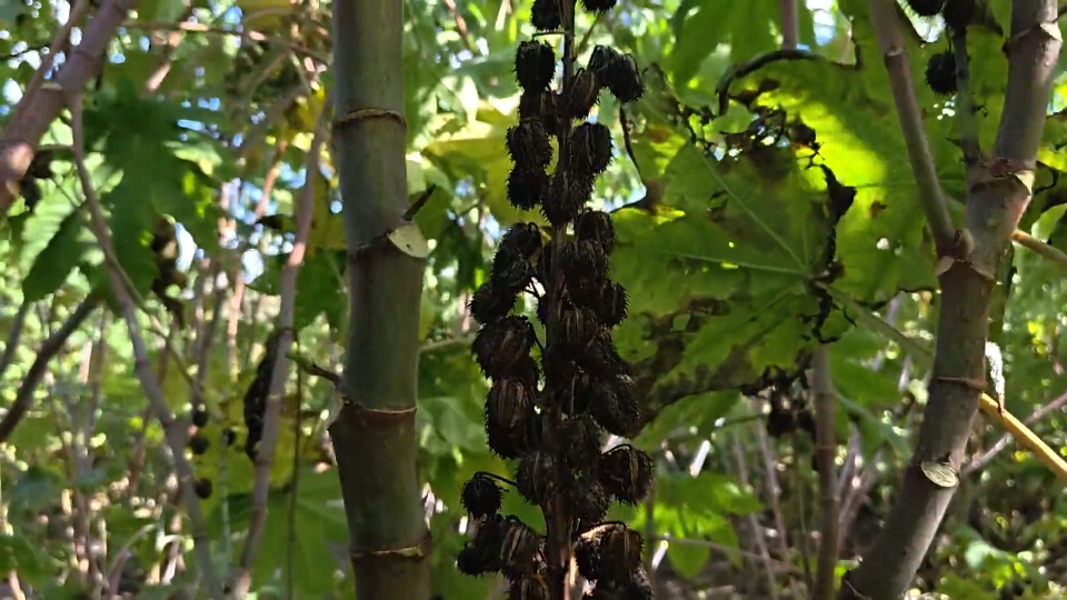 彩色蓖麻丰收了