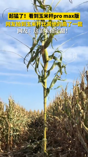 网友拍到玉米杆比其他的高了一截，玉米杆pro max版！