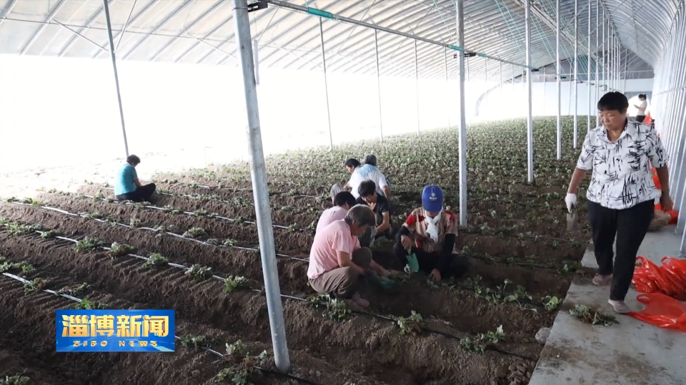 【淄博新闻】【打造乡村振兴齐鲁样板】淄博：种下&ldquo;振兴苗&rdquo; 育出&ldquo;新希望&rdquo;