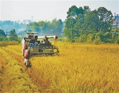 抢！应对连阴雨，秋收一线直击（秋收进行时）