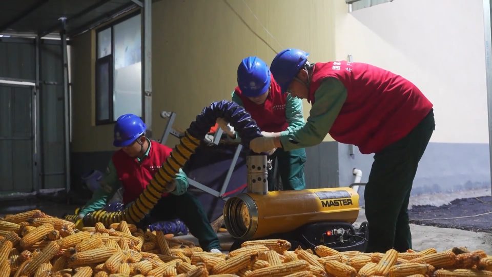 抢收玉米湿度大  农家院里来了应急烘干机